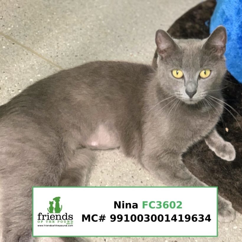 Nina (Adopted)