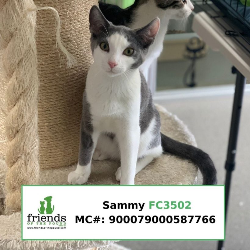 Sammy (Adopted)