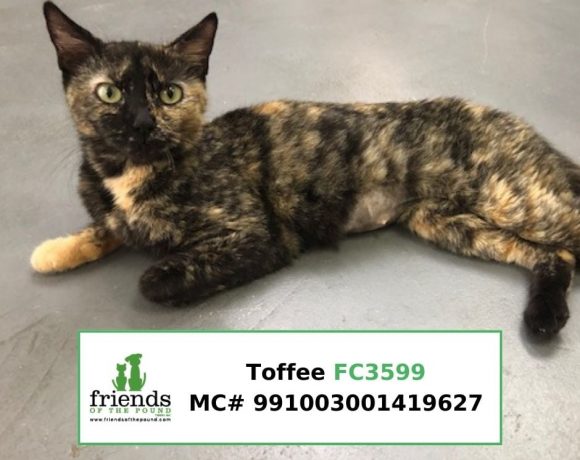 Toffee (Adopted)