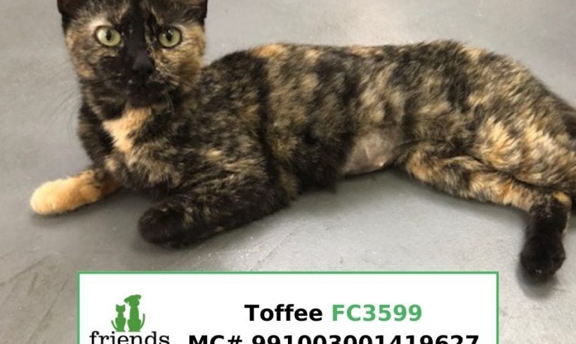 Toffee (Adopted)