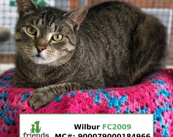 Wilbur (Adopted)