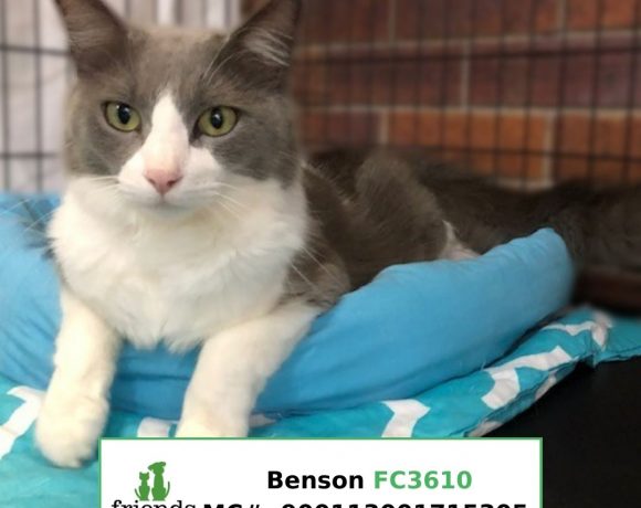 Benson (Adopted)