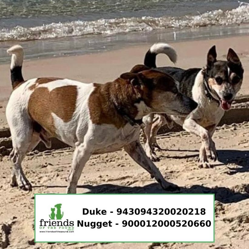 Duke & Nugget (Adopted)