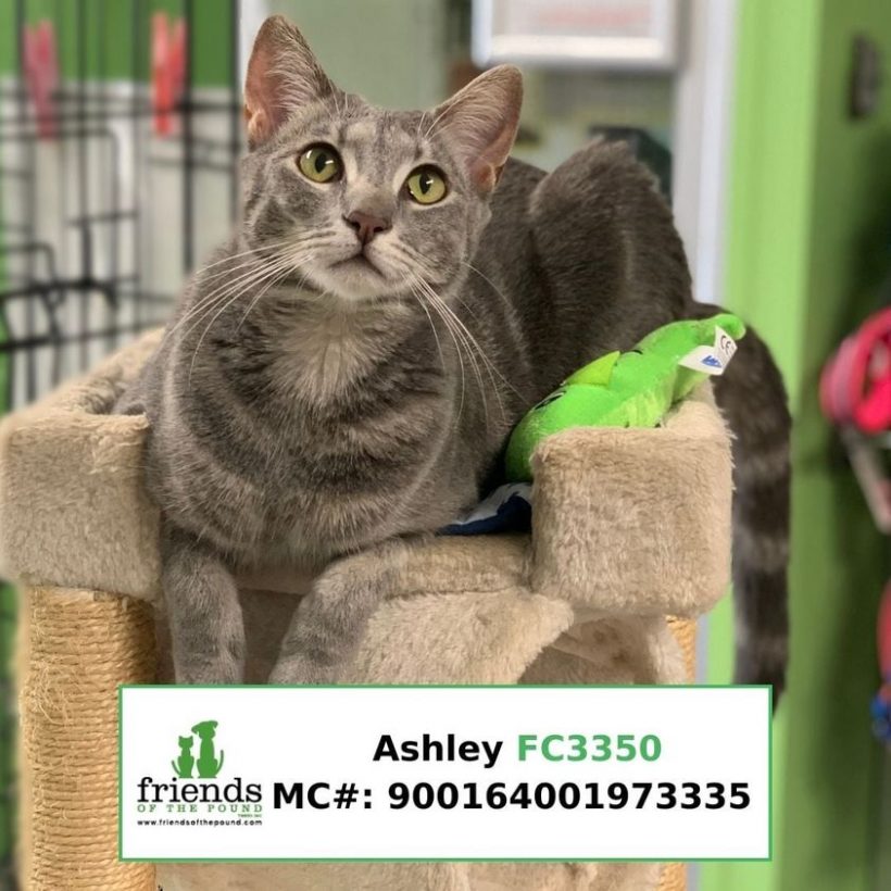 Ashley (Adopted)
