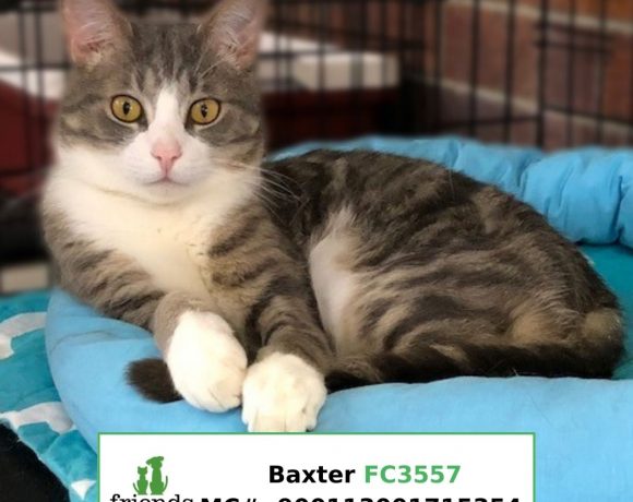Baxter (Adopted)