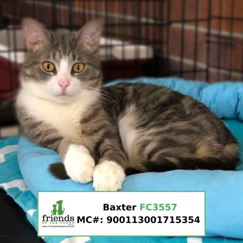 Baxter (Adopted)
