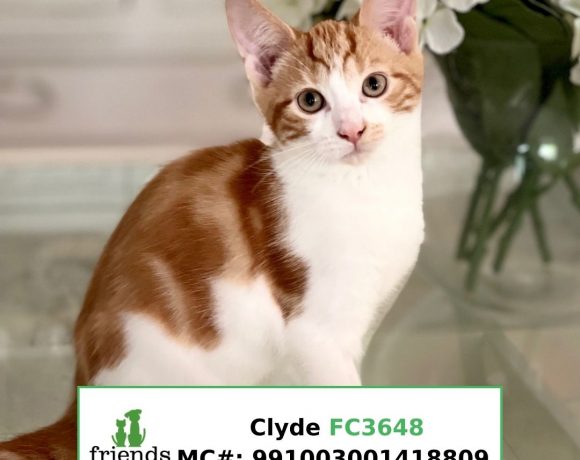 Clyde (Adopted)