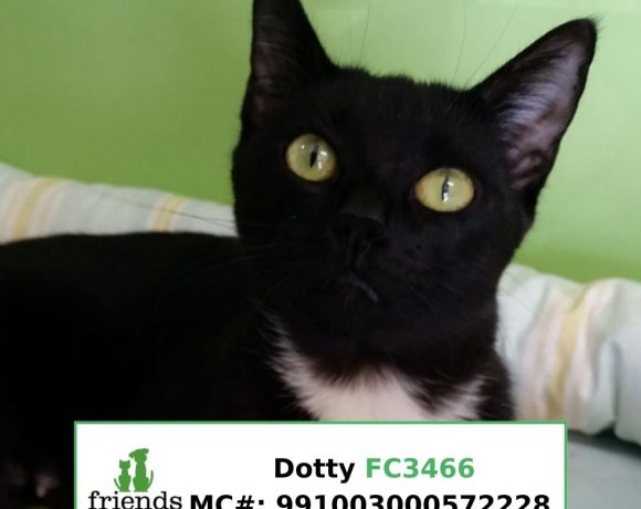 Dotty (Adopted)