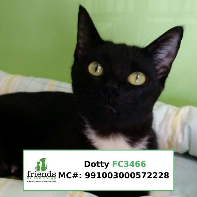 Dotty (Adopted)