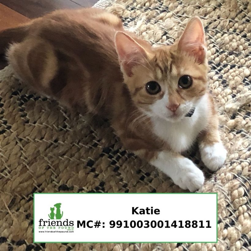 Katie (Adopted)