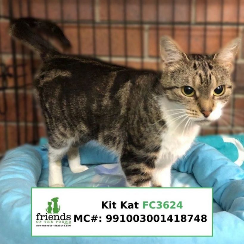 Kit Kat (Adopted)