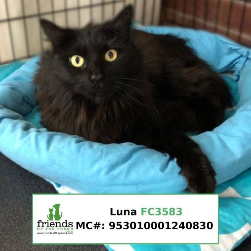 Luna (Adopted)