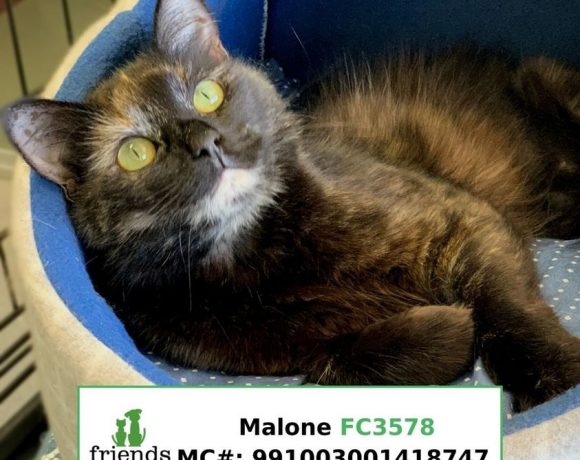 Malone (Adopted)