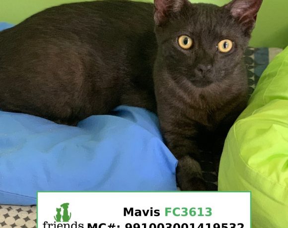 Mavis (Adopted)
