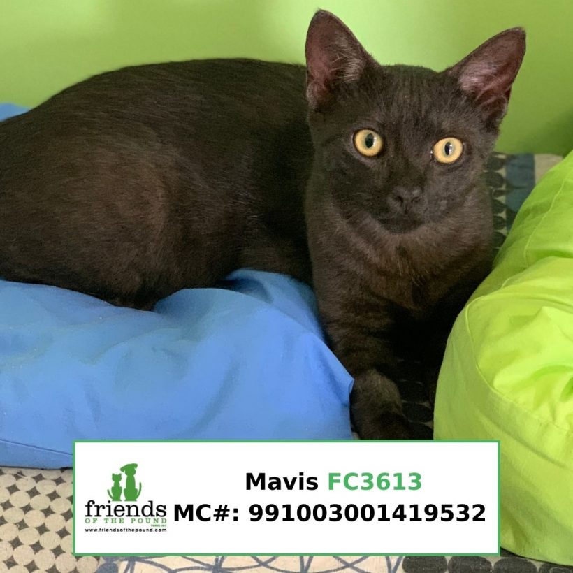 Mavis (Adopted)