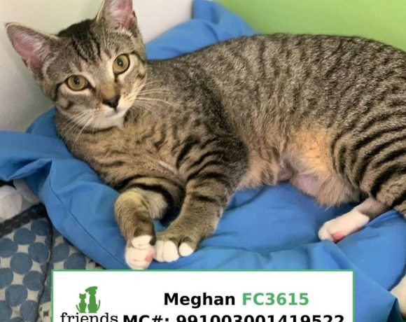 Meghan (Adopted)