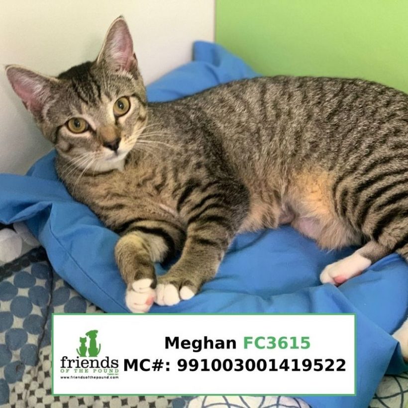 Meghan (Adopted)