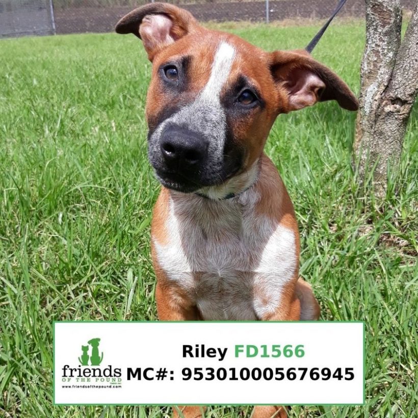 Riley (Adopted)
