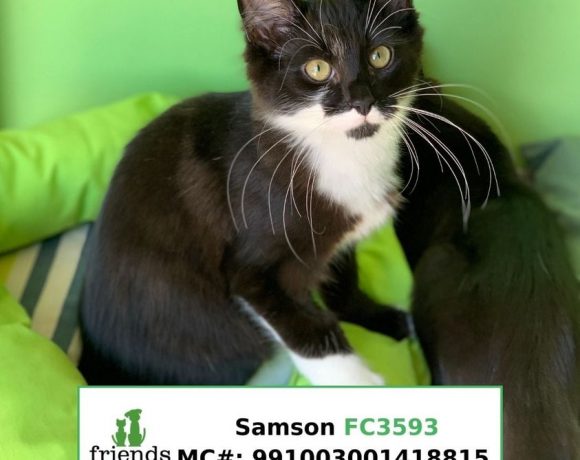 Samson (Adopted)