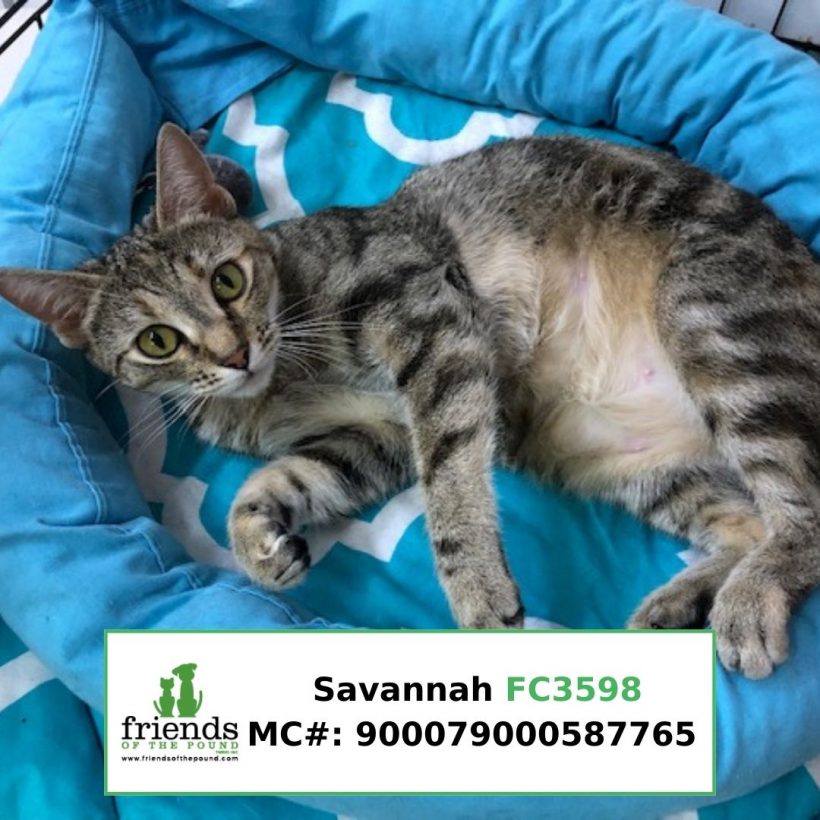 Savannah (Adopted)