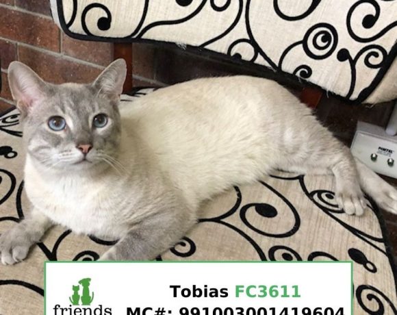 Tobias (Adopted)