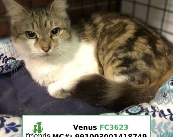 Venus (Adopted)