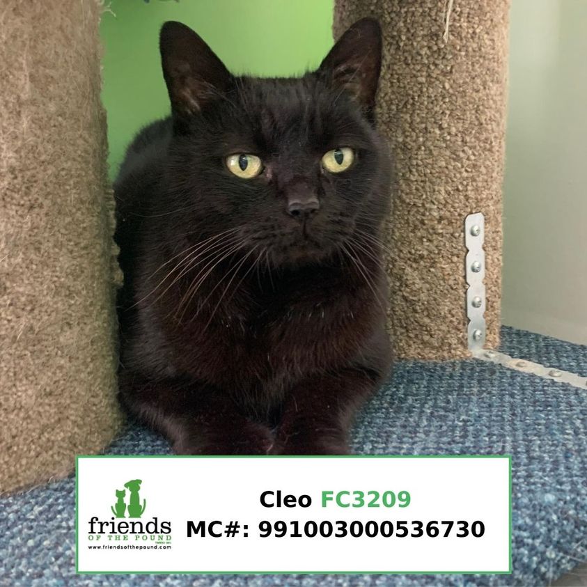 Cleo FC3209
