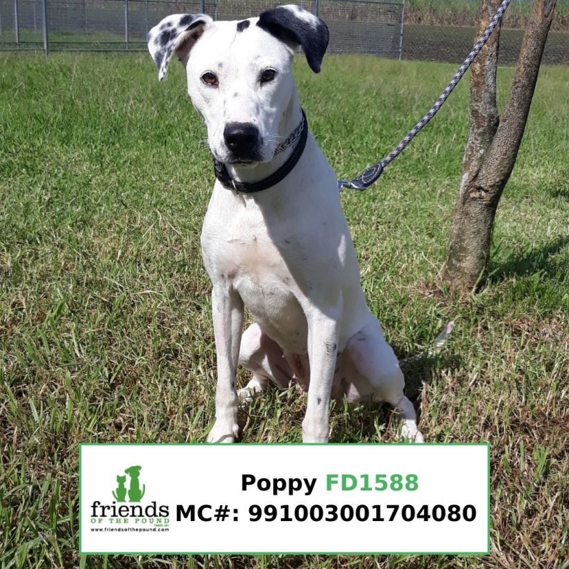 Poppy (Adopted)