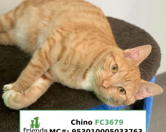 Chino (Adopted)