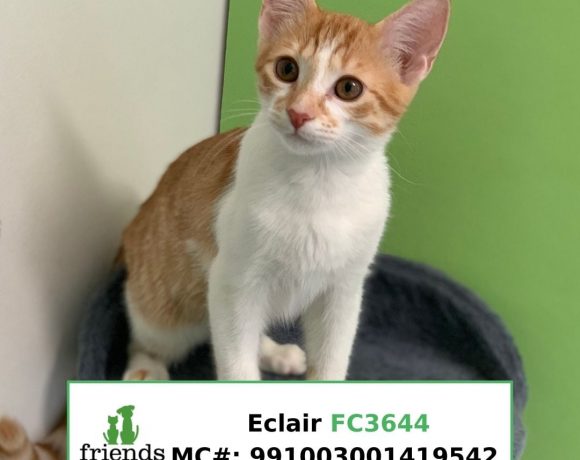 Eclair (Adopted)