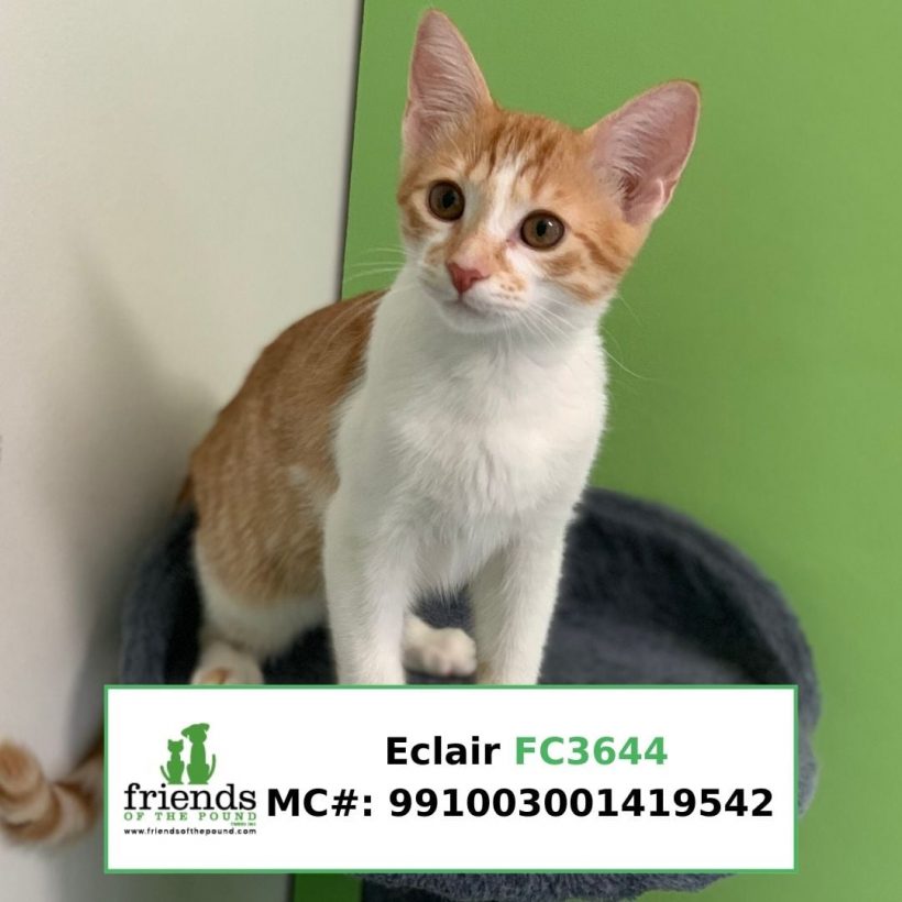 Eclair (Adopted)