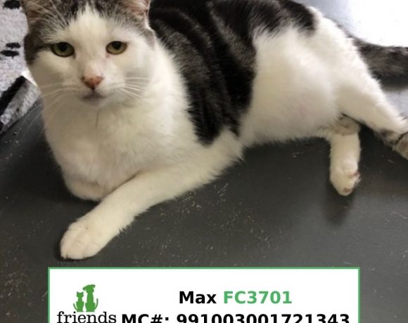 Max (Adopted)