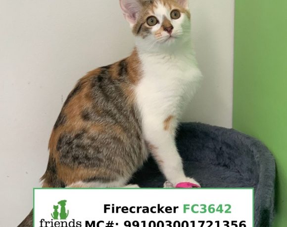 Firecracker (Adopted)