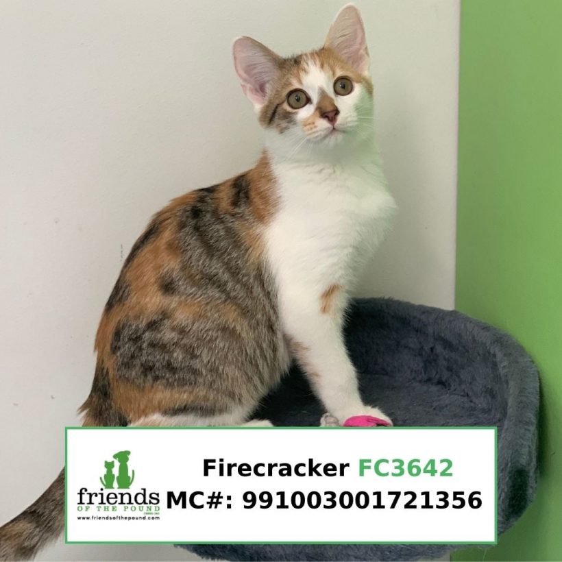 Firecracker (Adopted)