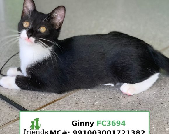 Ginny (Adopted)