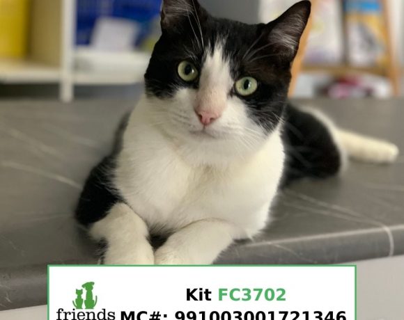 Kit (Adopted)