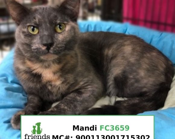 Mandi (Adopted)