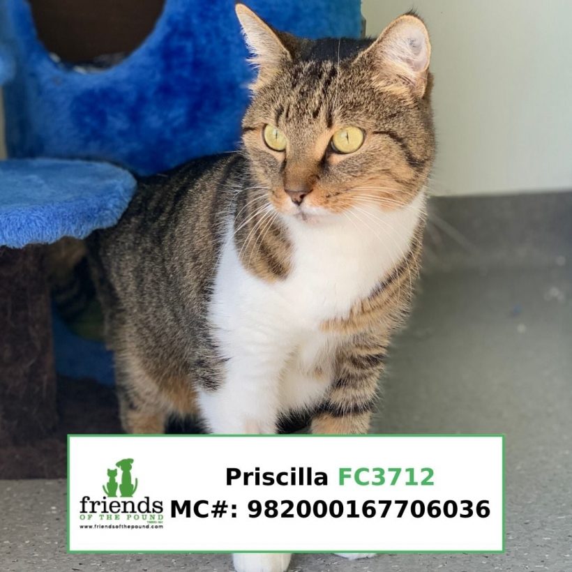 Priscilla (Adopted)