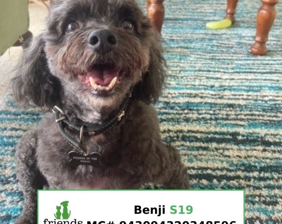 Benji (Adopted)