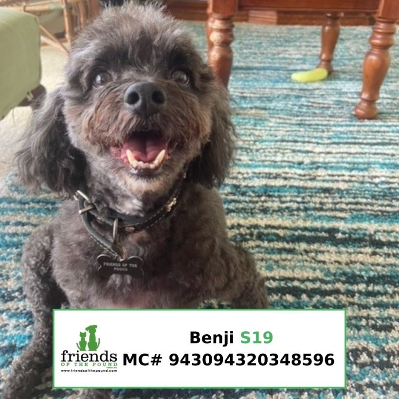 Benji (Adopted)