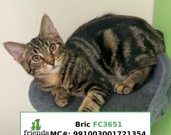 Bric (Adopted)