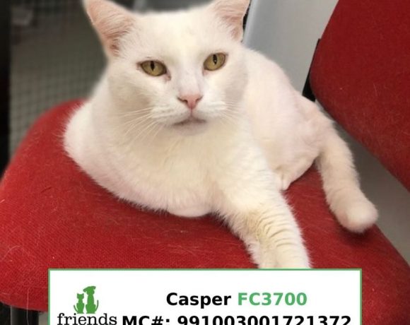Casper (Adopted)