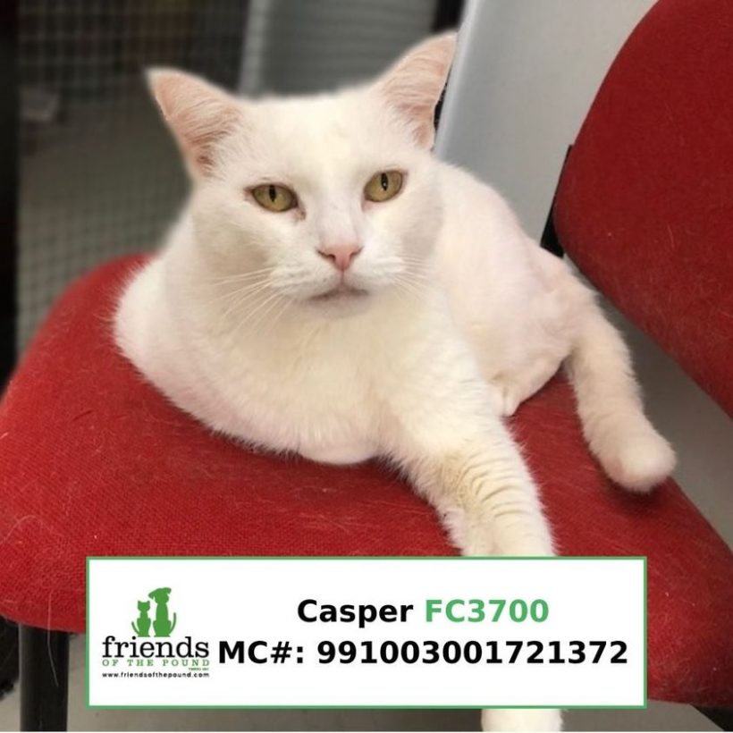 Casper (Adopted)