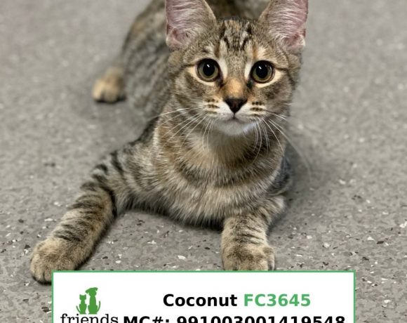 Coconut (Adopted)