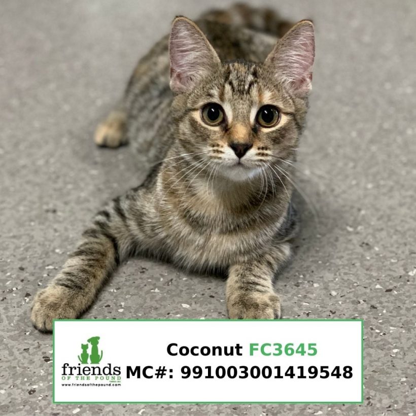 Coconut (Adopted)