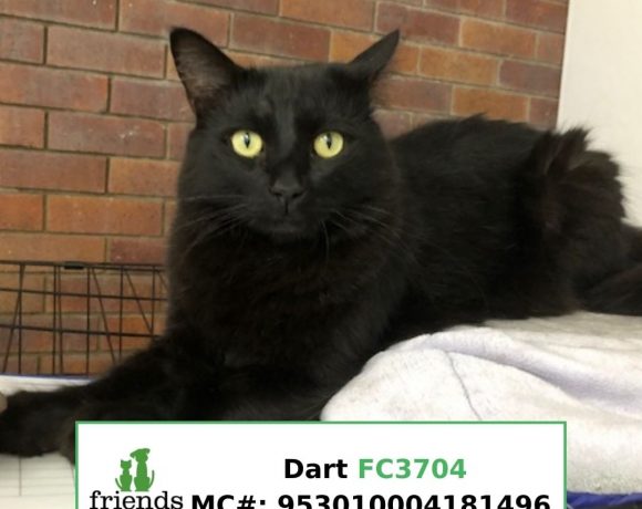Dart (Adopted)