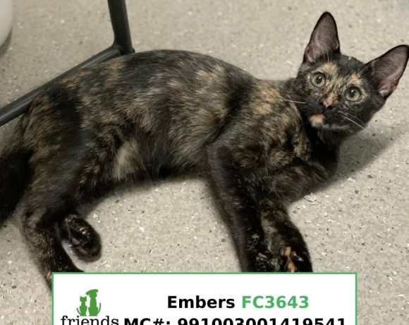 Embers (Adopted)