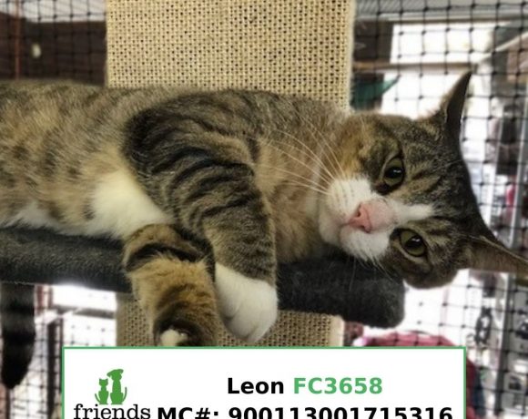 Leon (Adopted)