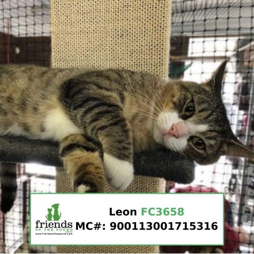 Leon (Adopted)