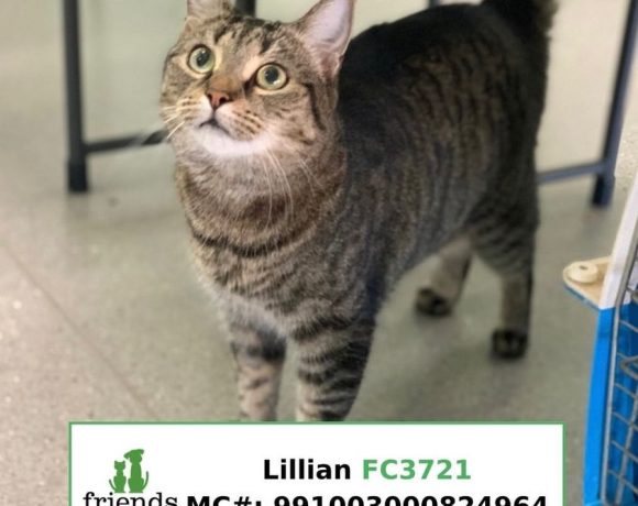 Lillian (Adopted)